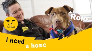 Rolo the chocolatecoloured Staffordshire Terrier Cross | Dogs Trust Leeds