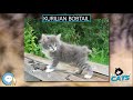 Kurilian Bobtail 🐱🦁🐯 EVERYTHING CATS 🐯🦁🐱 の動画、YouTube動画。