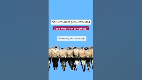 Why Don’t Birds Get Electrocuted on Power Lines? Shocking Truth! ⚡🐦 #birds #shorts #Electricity