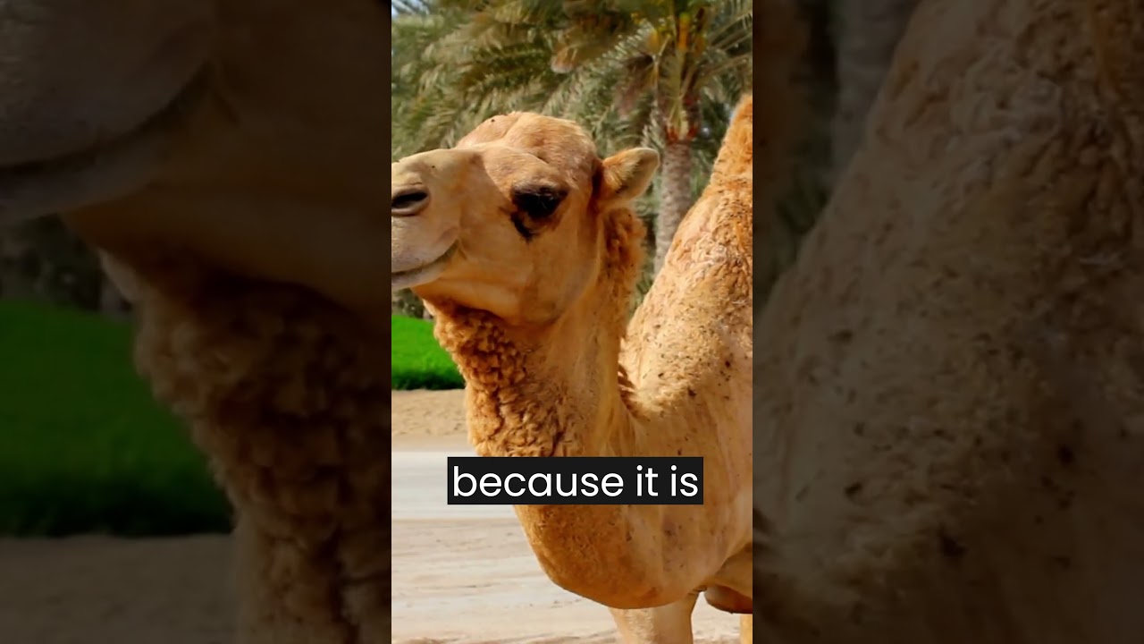 Did you know that female camel's milk is similar to mother's milk? 🐫🍼   