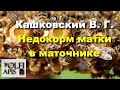 #Кашковский В. Г. Недокорм матки в маточнике