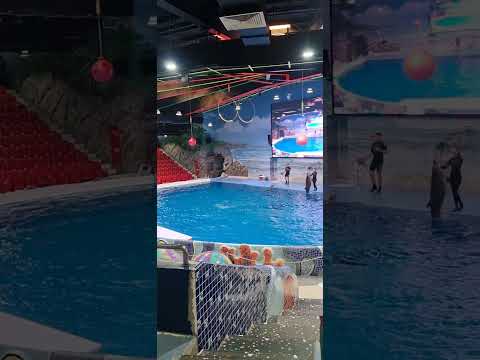 Dolphin & Seal Show – Dubai Dolphinarium | UAE
