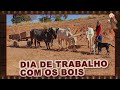 Trbalho com os bois Carreiros