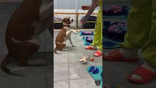 BCSO:Bondable Pup October