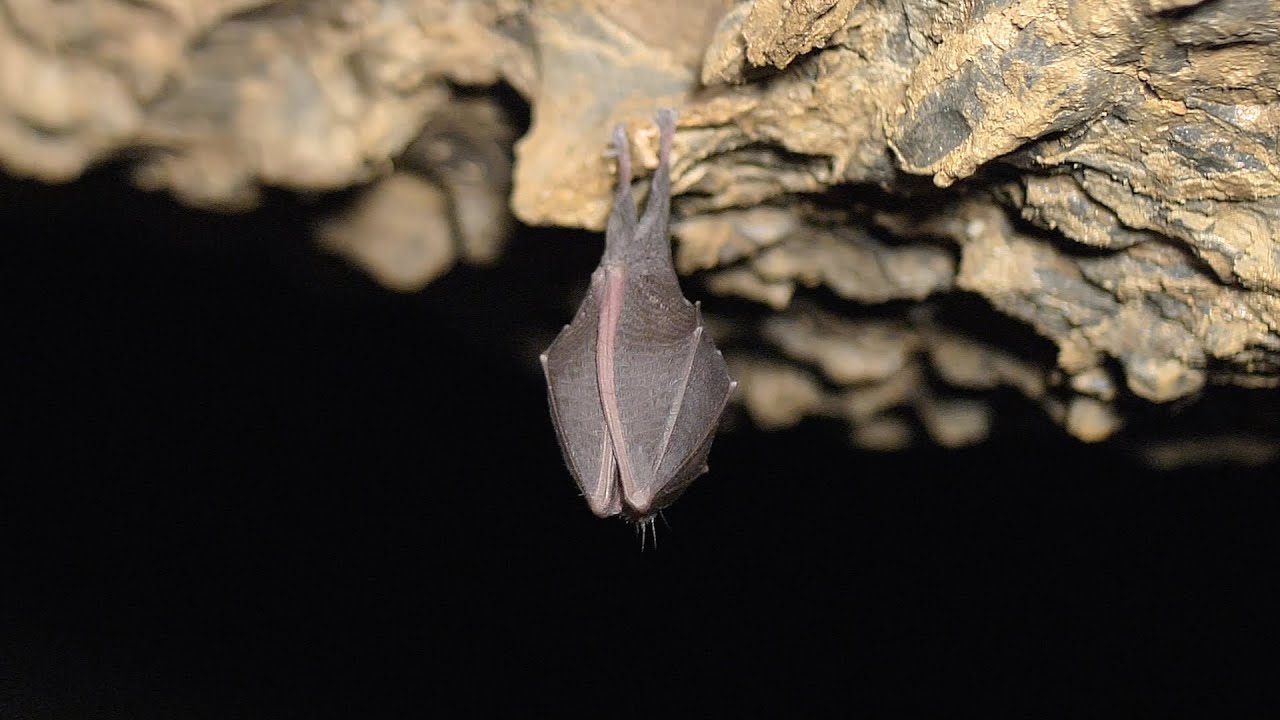 Odstránenie guána pomôže návratu netopierov