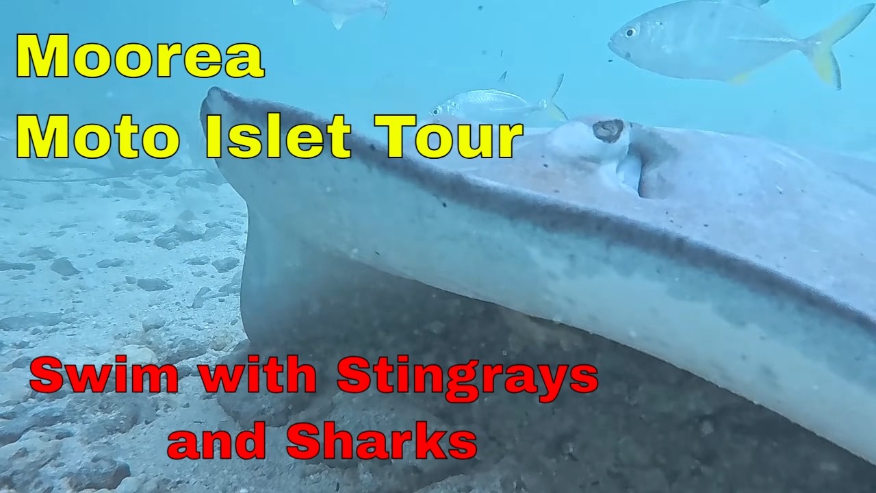 Swim with Stingrays & Sharks in Moorea: Moto Islet Excursion with Carnival Luminosa