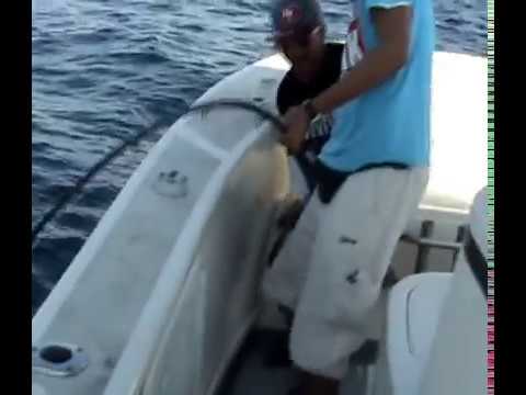 party boat deep sea fishing jacksonville fl offshore bottom fishing on the majesty party boat in ja party boat deep sea fishing jacksonville fl offshore bottom fishing on the majesty party boat in ja