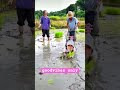 Goodvibes only #shortsvideo #stressrelief #satisfying #plantingrice