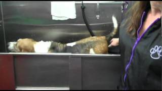 Vanity Fur Mobile Pet Spa