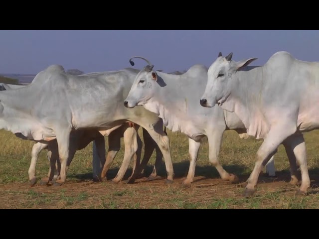 LOTE 19   11346 11715 12332 12383 12638 mp4