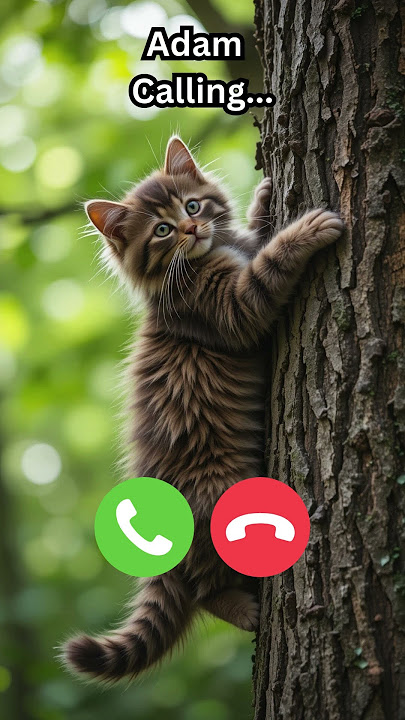 Adam calling #ringtone #cat #trending #cutecat #youtubeshorts #viralshort #calling #kitten