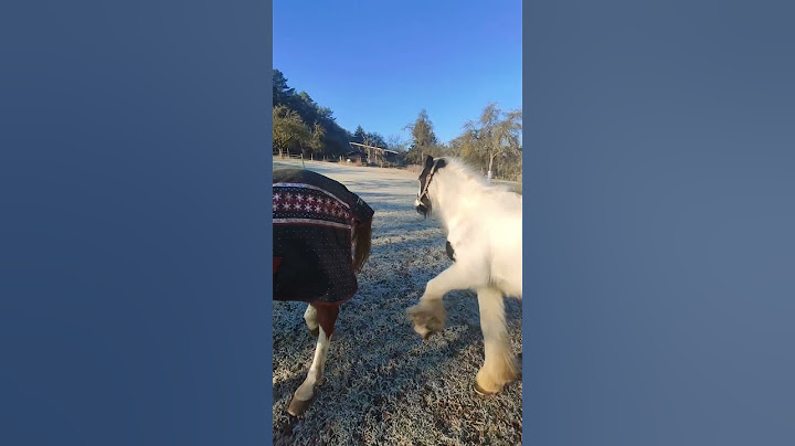 ‼️ UNFASSBAR ‼️ Wir lassen die Pferde los – ihre Reaktion schockiert uns 😱🐴 #horse #equestrian
