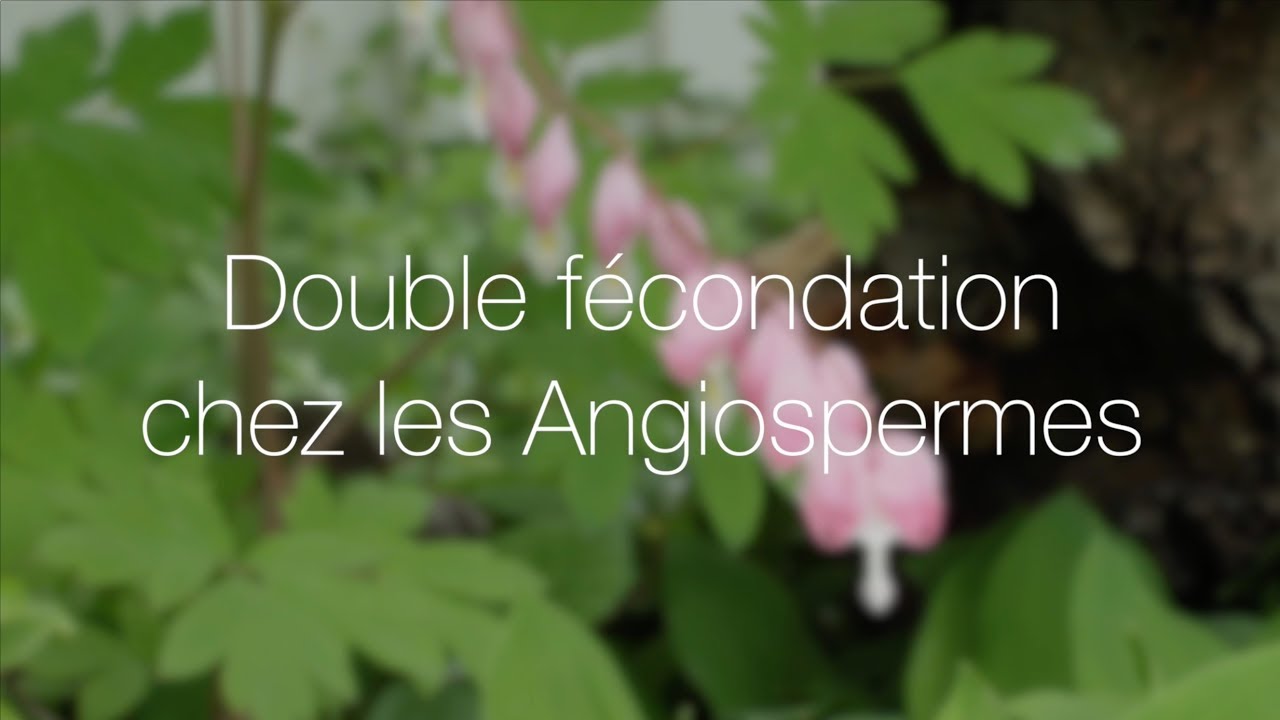 Double fécondation