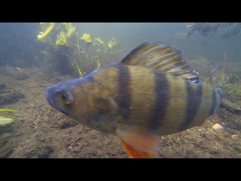 Video: Tench Fisk: En Sportsfiskers Drøm