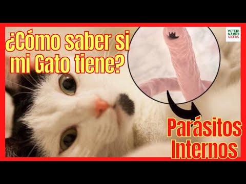 ¿CÓMO SABER SI MI GATO TIENE PARÁSITOS INTERNOS? 🆘 (LOMBRICES INTESTINALES) 8 SÍNTOMAS CLAROS hqdefault