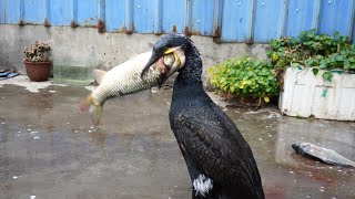 Cormorants Like To Eat Fish Bigger Than Their Own Heads