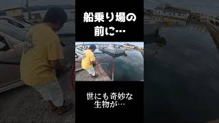 離島の船着き場の横に現れた生物… #離島生活#生物