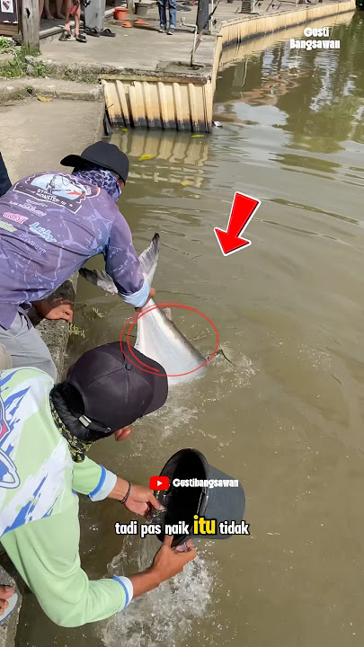 Hampir saja pindah alam ‼️ikan hiu air tawar kehabisan tenaga 😥⁉️#fishing #mancing #ikan #fish