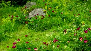 Божур поляна и връх Малка Драгойна  Peony meadow and Little Dragoina Peak