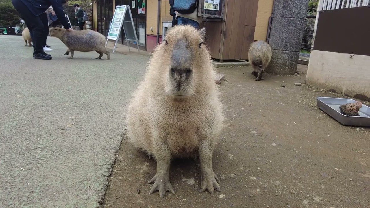 伊豆シャボテン動物公園】石ころもぐもぐカピバラさん - YouTube