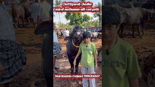 ചട്ടിപ്പറബ് ചന്ത വൈറൽ മുത്തുമോൻ മാമ്പടാൻ മജീദിന്റെ നീലി രവി പോത്തുമായി