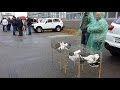 Птичий рынок - 01. 11. 2020 г. Ставрополь. Bird market - 01. 11. 2020. Stavropol.