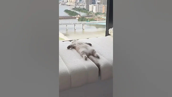 Video 5724241: catlovers kitten adorablecats, kitten feline cats cute, adorable kitten catlover, kitten catlovers fun