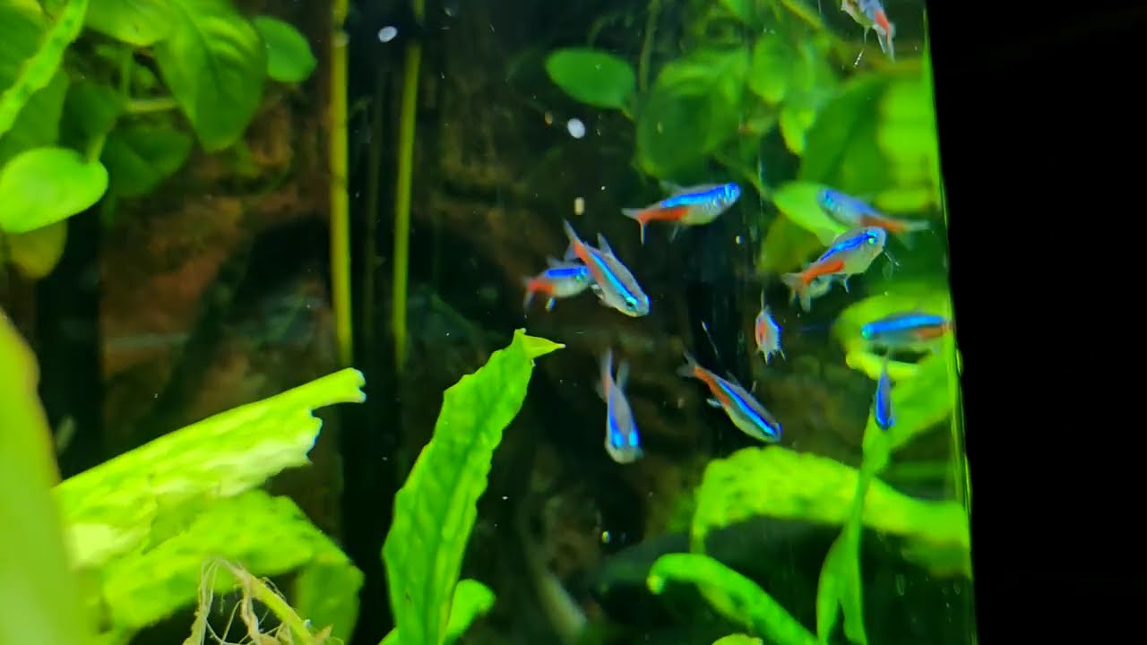 Сияние неонов в аквариуме: Релакс и покой / Neon Tetra Glow: Deep Blue Aquarium Relaxation