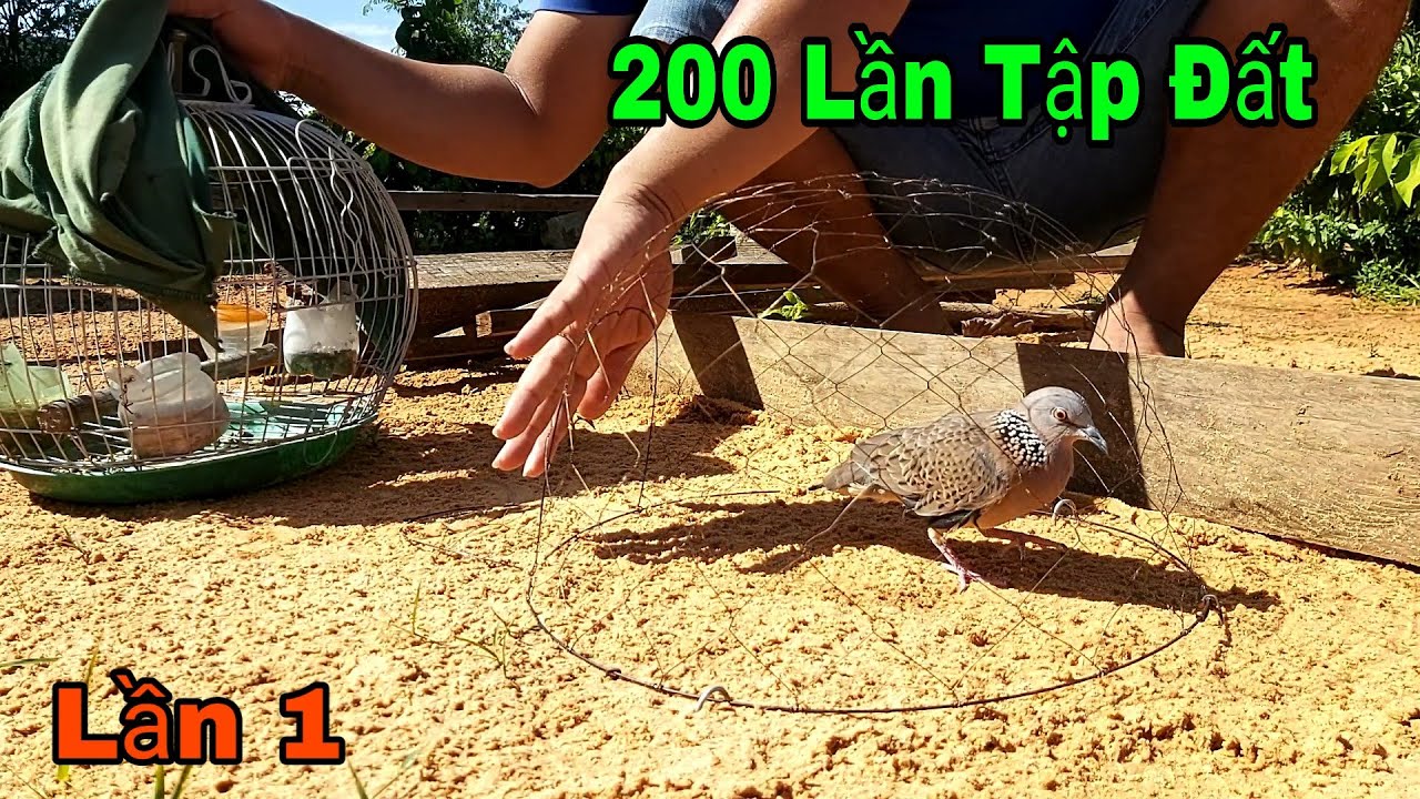 Cu Gáy Tập Mồi Đất Kiên Trì Liệu Có Thành Công ( Lần 1)