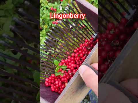 Video: Cowberry: beskrivning av de mest populära sorterna, skötsel, användbara egenskaper