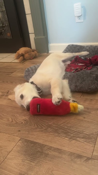 Dog 5 - YouTube