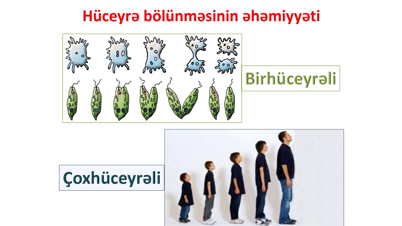 Biologiya 6-cı sinif 10. Hüceyrələrin bölünməsi və inkişafı