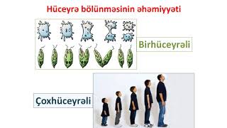 Biologiya 6-Cı Sinif 10 Hüceyrələrin Bölünməsi Və Inkişafı