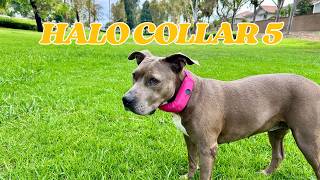 Halo Collar 5 Review: Our Real Experience with This Wireless Dog Fence