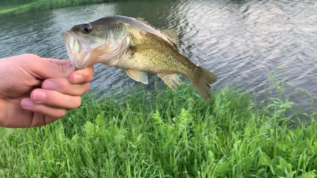 Bank Fishing Catching Dinks YouTube