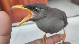 Suara Kasar Anakan jalak kebo cMantab juga buat masteran...