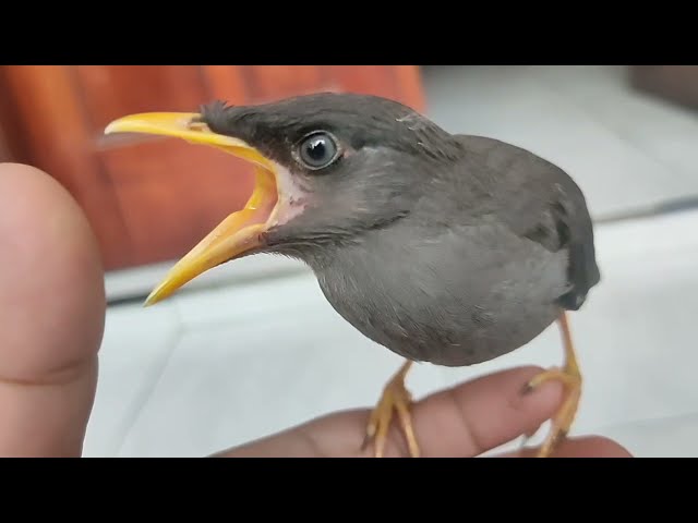 Suara Kasar Anakan jalak kebo cMantab juga buat masteran... class=