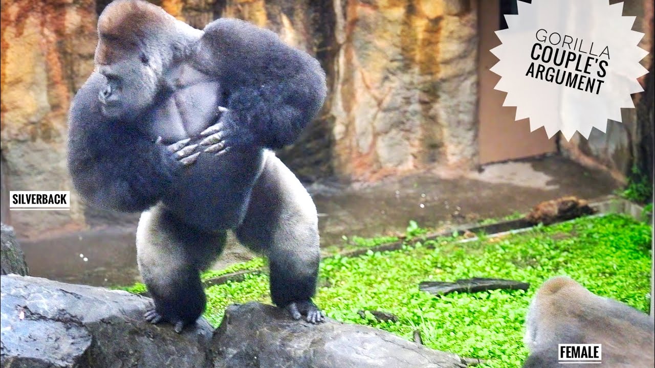 Massive Silverback Gorilla got excited! | Female Gorilla Screaming