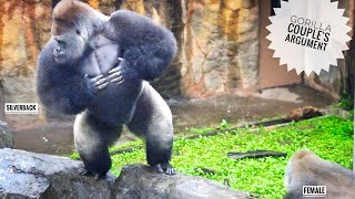 Massive Silverback Gorilla got excited! | Female Gorilla Screaming | Update on Ueno Zoo