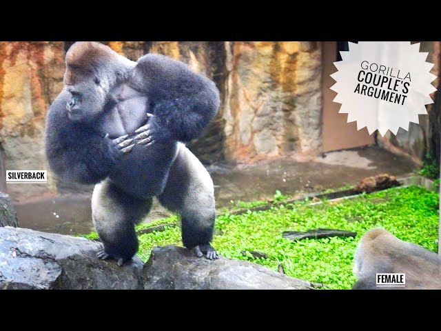 Massive Silverback Gorilla got excited! | Female Gorilla Screaming