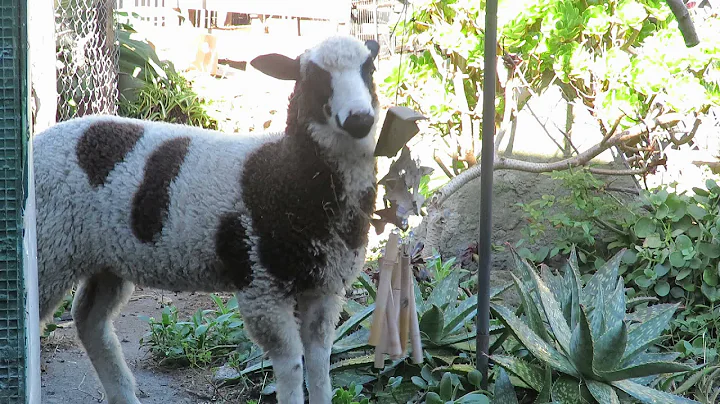 Cordelia the Arapawa lamb playing the windchimes i...