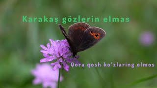 Karakaş Gözlerin Elmas Qora Qosh Koʻzlaring Olmos