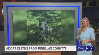 Adopt Cletus from Pinellas County!