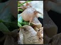 Apple Snail Eggs: Beautiful but Dangerous.” #dailyfacts