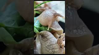 Apple Snail Eggs: Beautiful but Dangerous.” #dailyfacts
