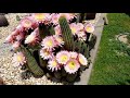 Hank's Cactus: Visit To Poots 2018