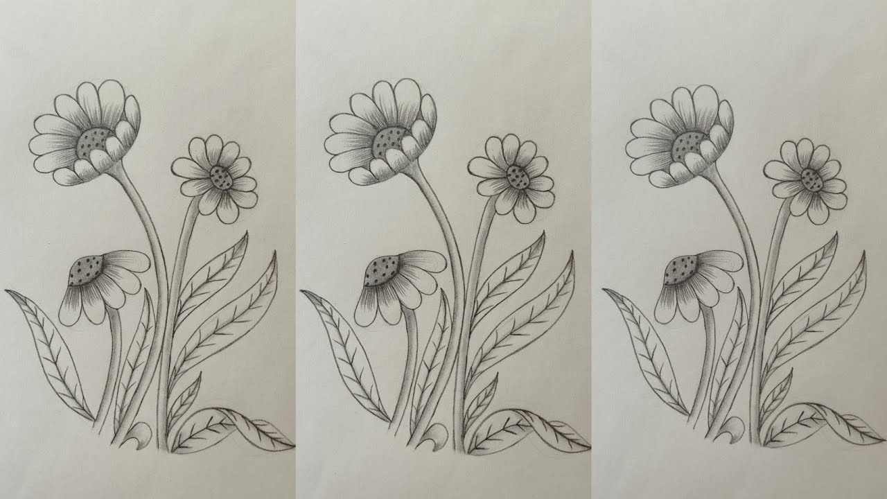 How to draw Daisy flowers pencil drawing | pencil drawing for beginners ...