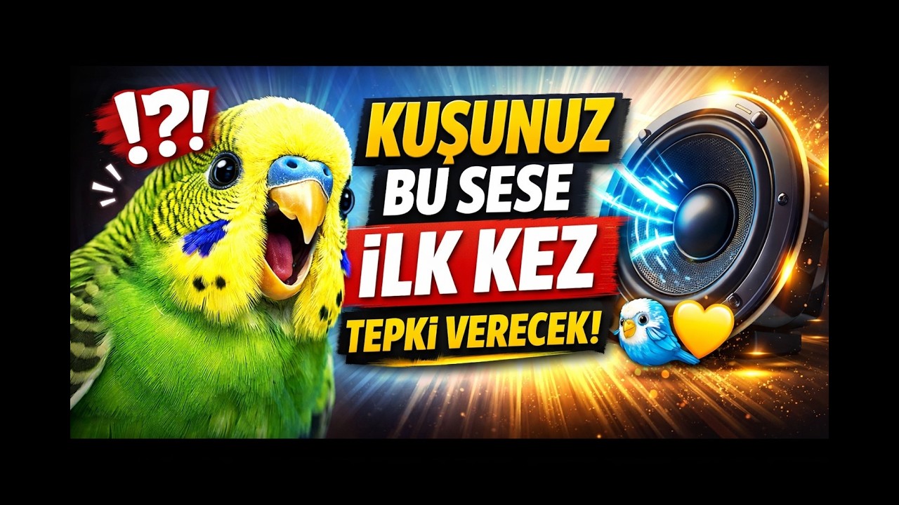Saniyeler İçinde Muhabbet Kuşunuzu Mutlu Edin! #MuhabbetKuşu #BirdSounds #ParakeetLove #petbirds