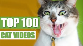 TOP 100 FUNNY CAT VIDEOS by The Crazy Cats 12,234 views 3 years ago 16 minutes