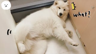 【南瓜PUMPKIN】狗狗睡姿大集合🐶！在家的一天都在做什麼？(薩摩耶Samoyed)